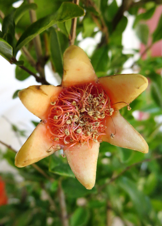 Exotischer Auftritt: Blüte
