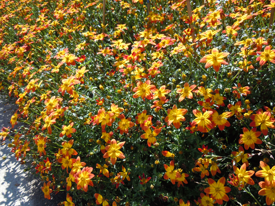 Bidens ‘Blazing Glory’.