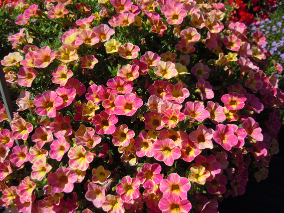 Calibrachoa Chameleon Sunshine
