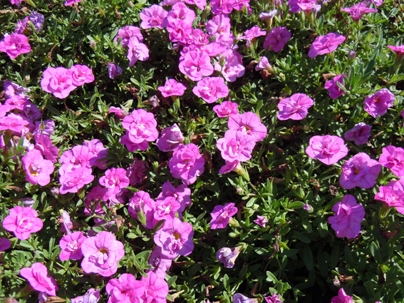 Calibrachoa ‘Pink double’.