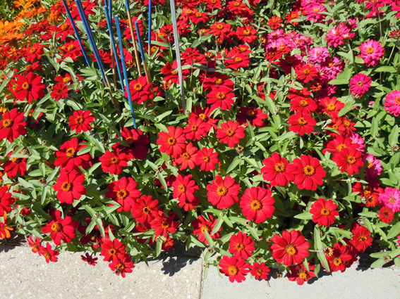 Zinnia hybrida ‘Red’.