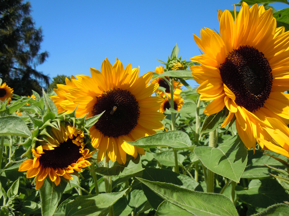 Helianthus ‘Premier Orange’.