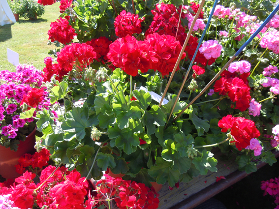 Pelargonium Calliope ‘Dark