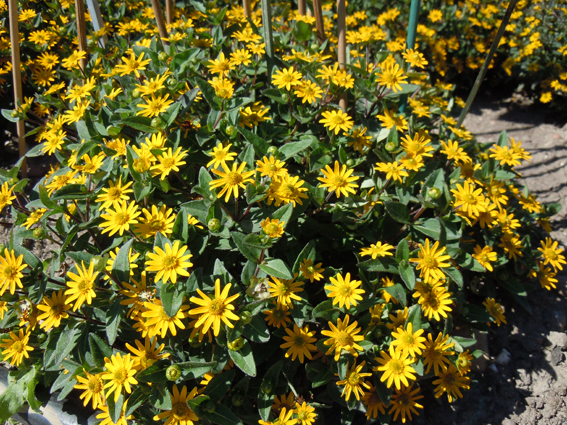 Sanvitalia ‘Talya Great