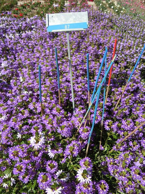 Scaevola ‘Purple Haze’.