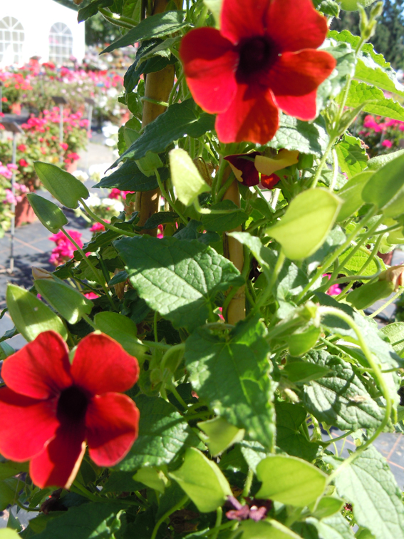 Thunbergia ‘Sunnys Susie