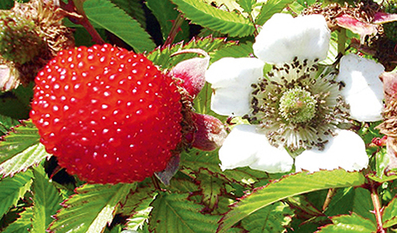 Neu im Sortiment von Häberli