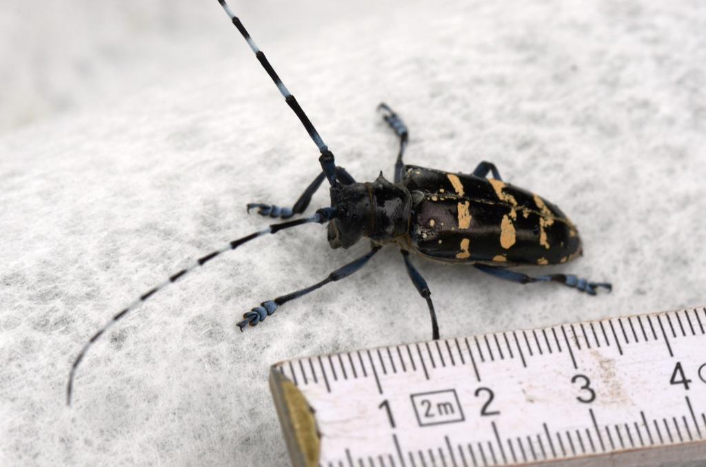 Asiatischer Laubholzbockkäfer.