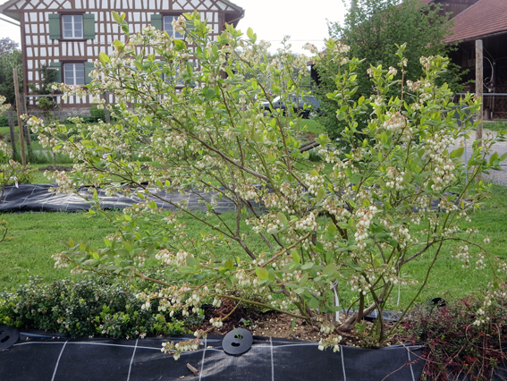 Ein Heidelbeerbeet – hier
