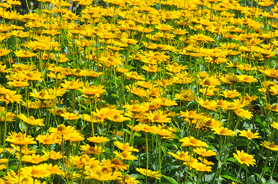 Heliopsis helianthiodes ‘Sunny