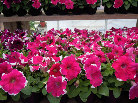 Petunia ‘Burgundy Picotee’,