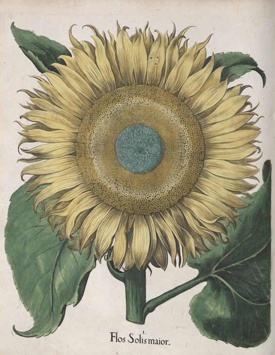 Darstellung Helianthus annunus