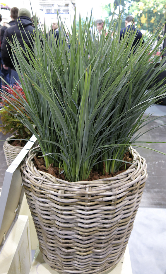 Dianella revoluta ‘Coolvista’
