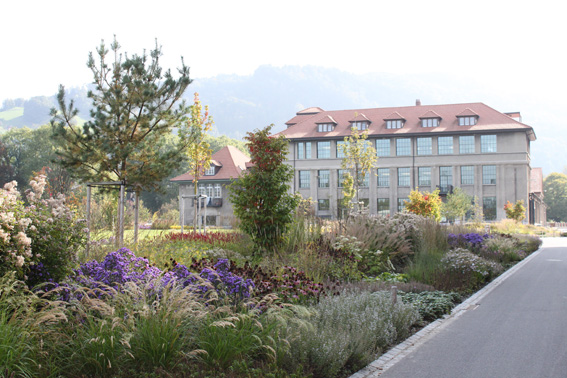 Im Herbst entfaltet die Vielzahl
