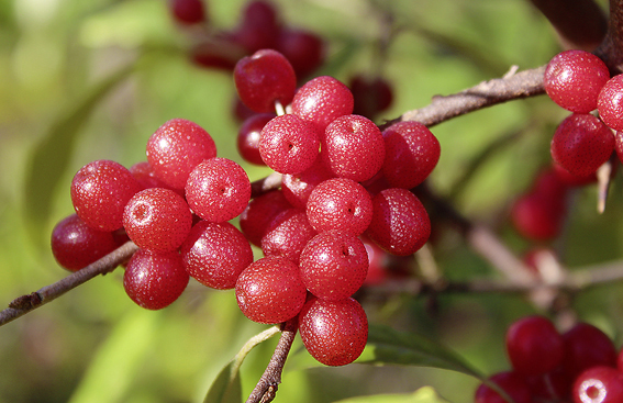 Lubera lanciert 2014 die