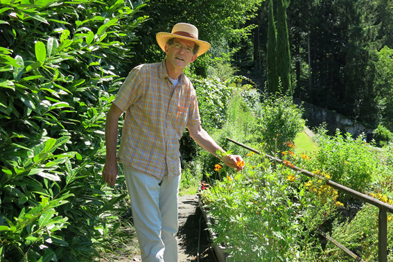 Färberpflanzen sind die