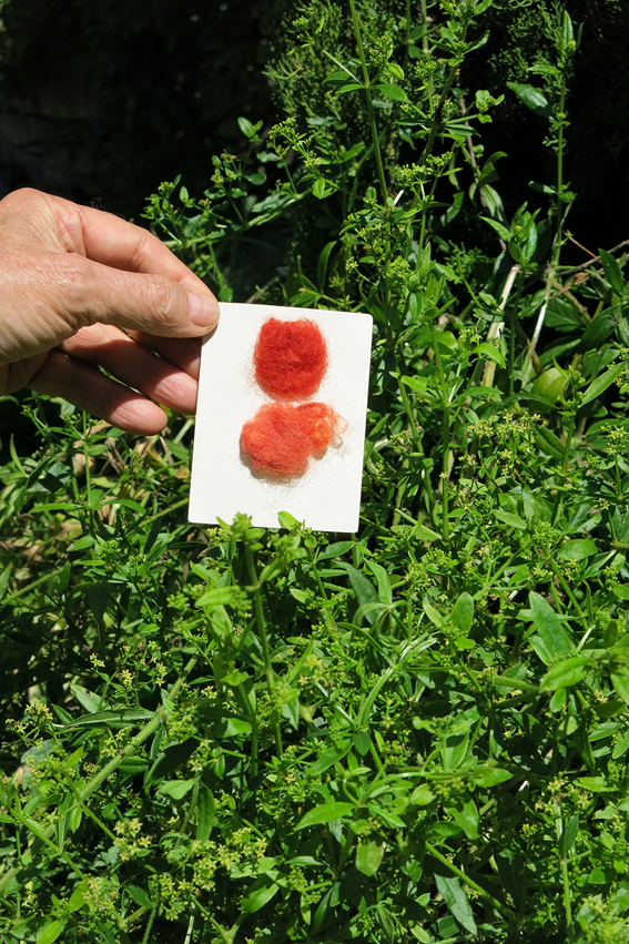  Seit der Antike als Färberpflanz