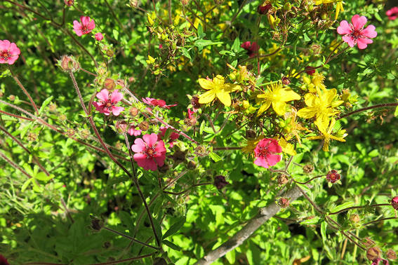 Die Blüten von Johanniskraut