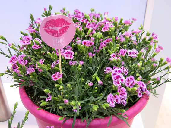 Topfnelke «Pink Kisses».