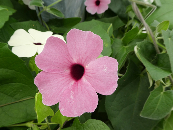 Ungewöhnlicher Auftritt