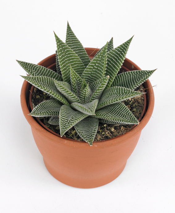 Haworthia limifolia ‘Spider