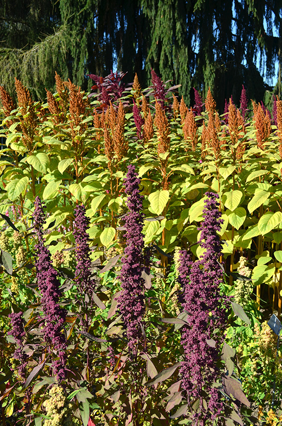 Unübersehbar im Versuchsgarten