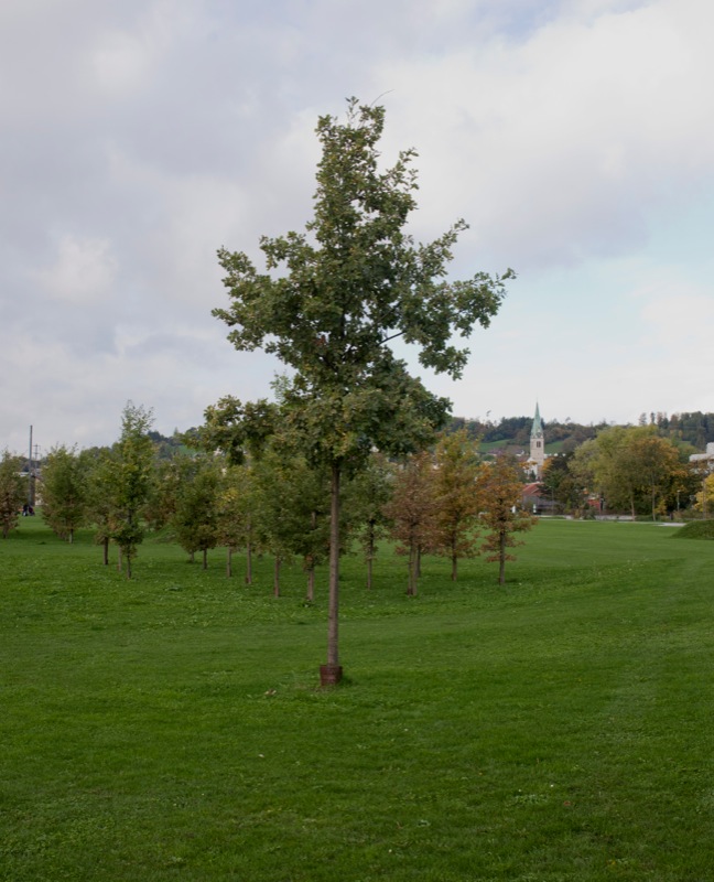 Hase in Gold: Eulachpark,