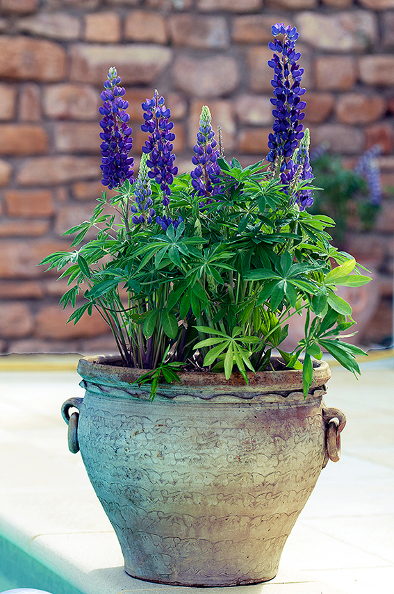 Lupinus polyphyllus ‘Mini