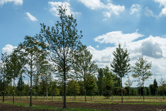 Schaufläche für klimataugliche