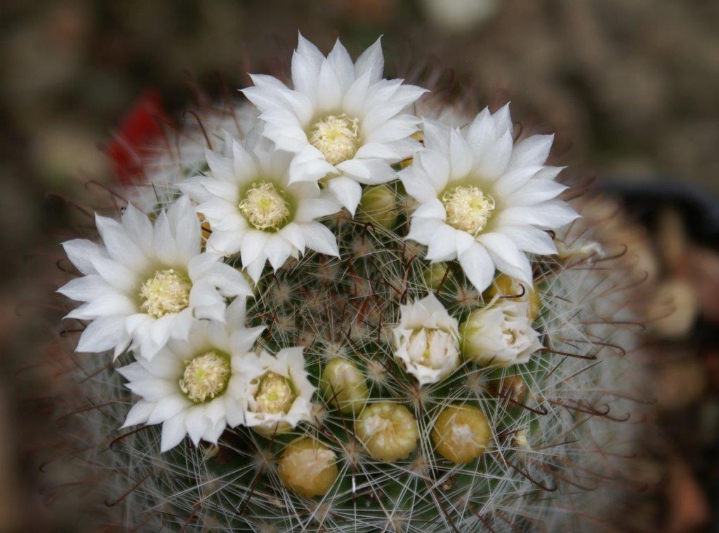 Weisse Form von Mammillaria