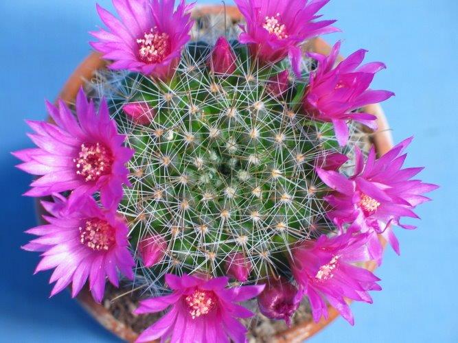 Mammillaria zeilmanniana.