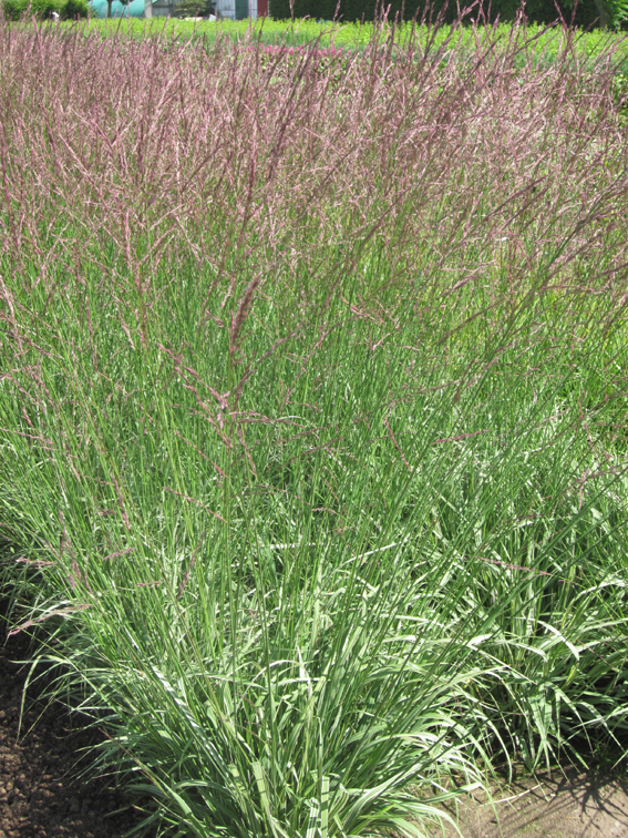 Molinia arundinacea `Mostenveld´