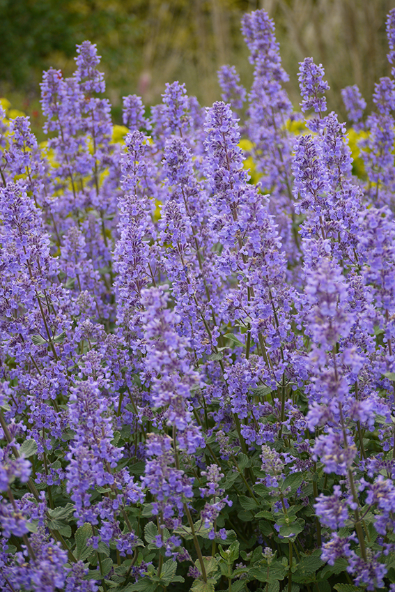 Eupatorium maculatum `Humble‘