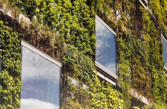 Dicht bewachsene Hauptfassade