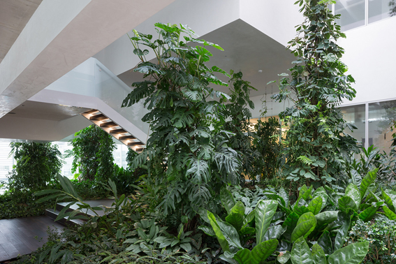 Grüne Oase mit schattenverträgli