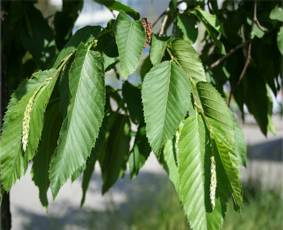 Die Hopfenbuche (Ostrya carpinifol