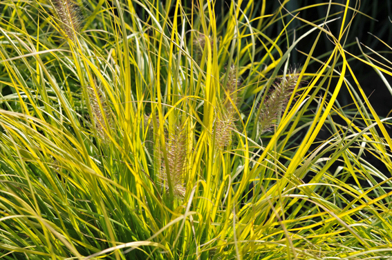 Cenchrus (Pennisetum) purpurascen