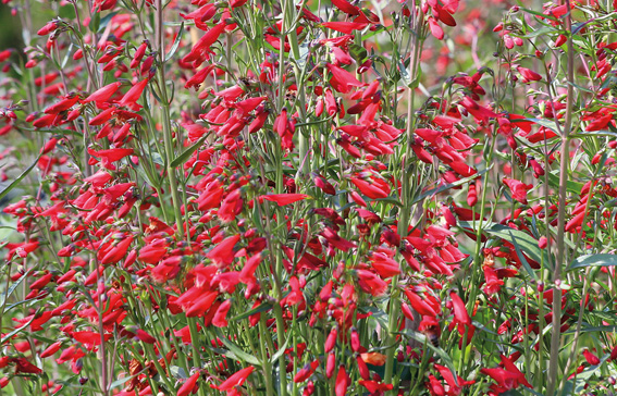 Penstemon barbatus ‘Twizzle’.