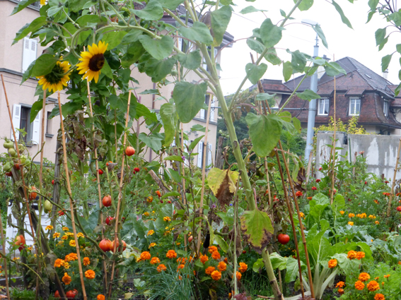  Die «Plantages» in der