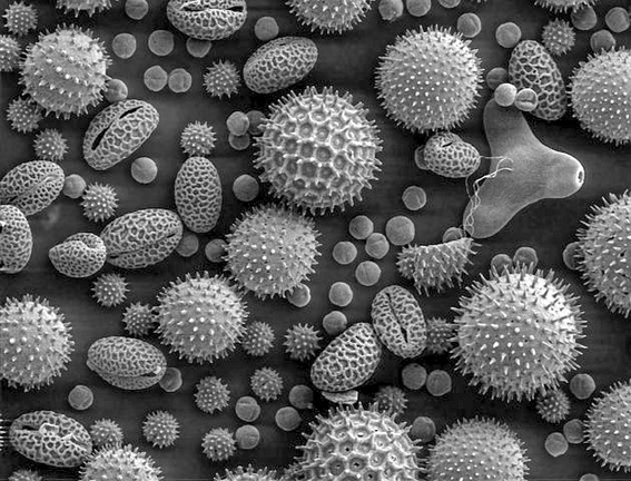 Pollen-Rasterelektronenmikroskop-A
