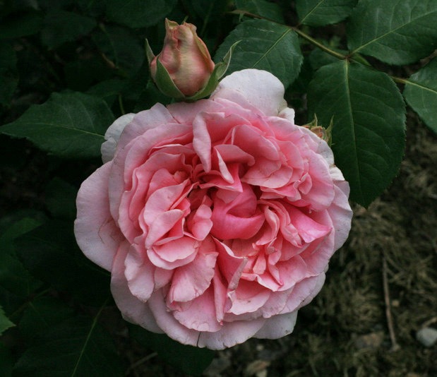 Rose ‘Doris Leuthard’.