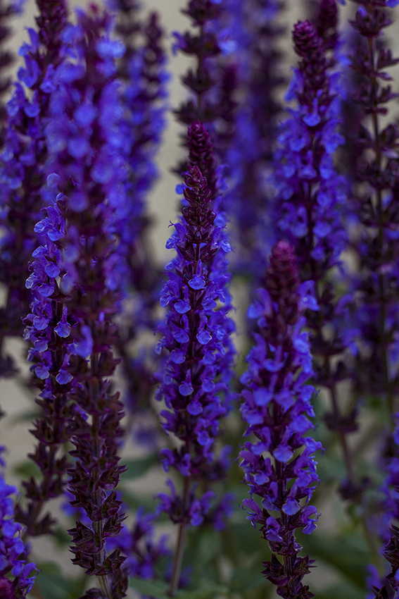  Monarda `Bee Happy ́