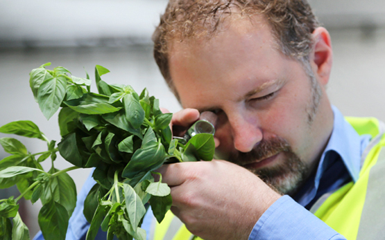 Der Pflanzenschutzinspektor