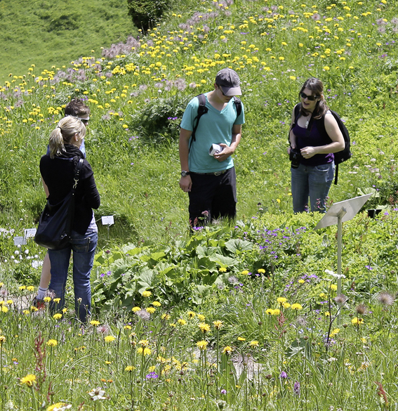 Bewundern der Alpenflora