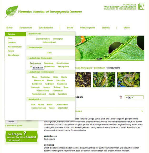 PsIGa-Diagnoseseite zum Buchsbaumz