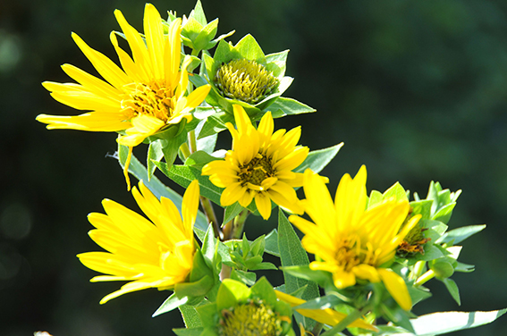 Monarda `Bee Happy ́