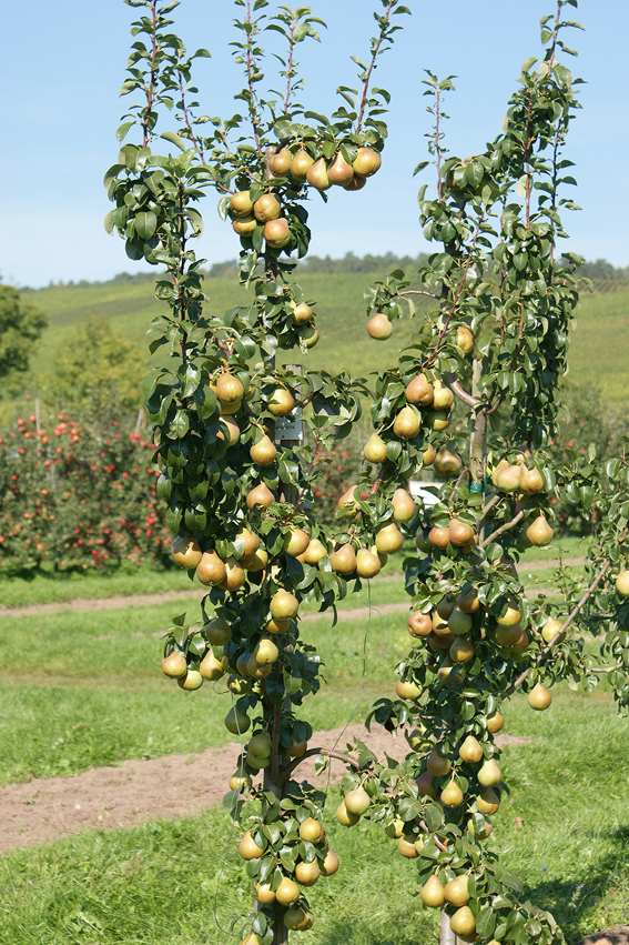 Die Säulenbirne ‘Decora’