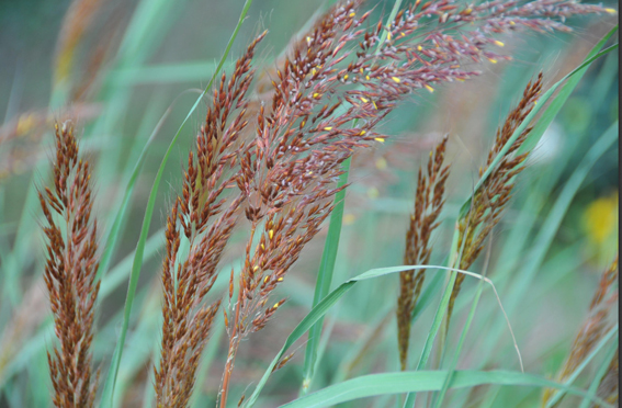 Sorghastrum nutans `Winnetou´