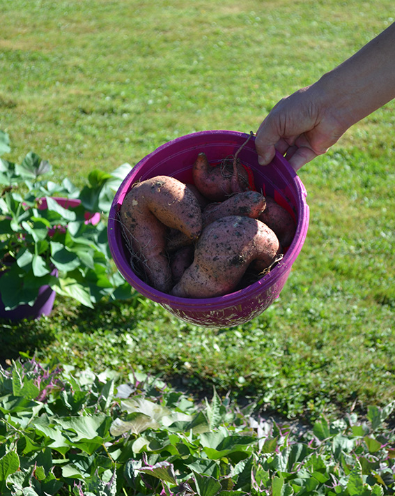 Trend im Foodbereich: Süsskartoff