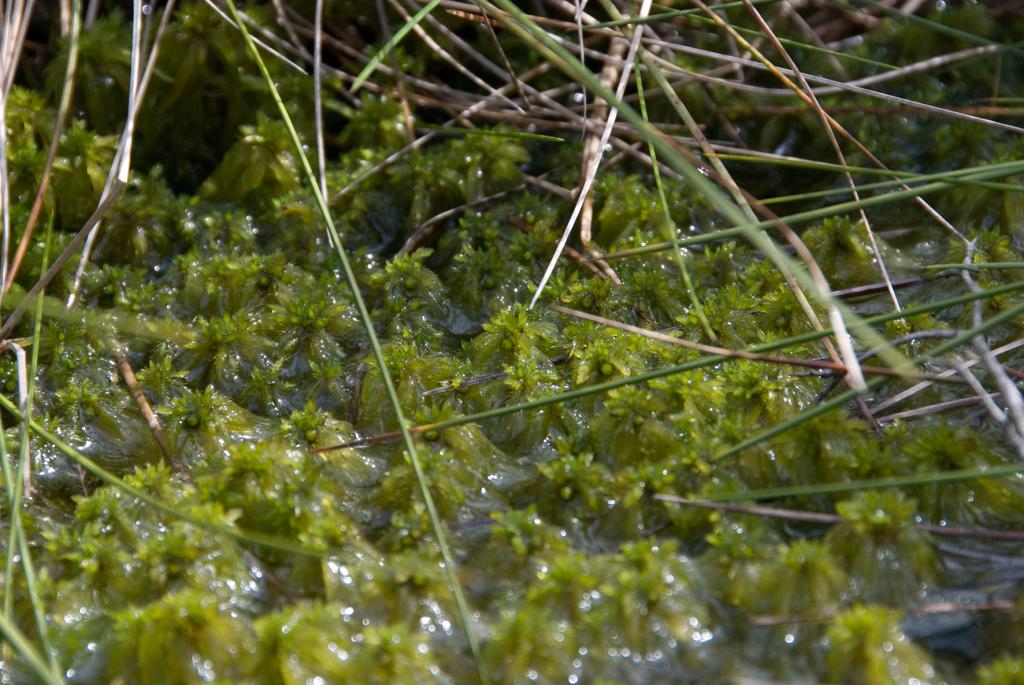 Torfmoos. Bild: Wikipedia/Wilde